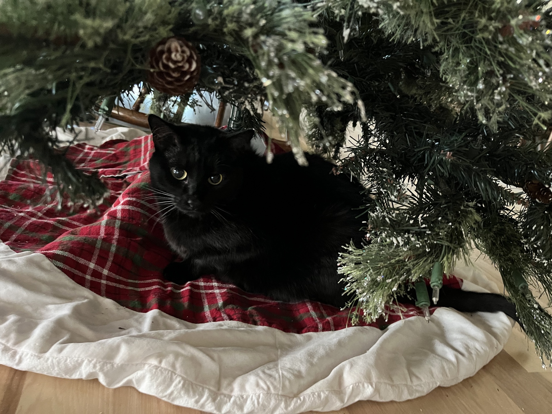 black kitty with christmas tree