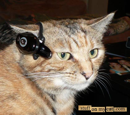 cat wearing phone headset