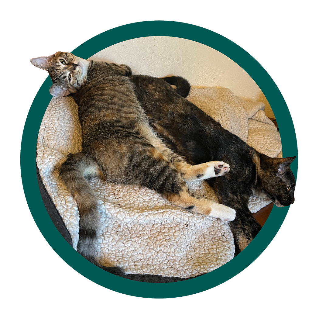 striped kitty playing