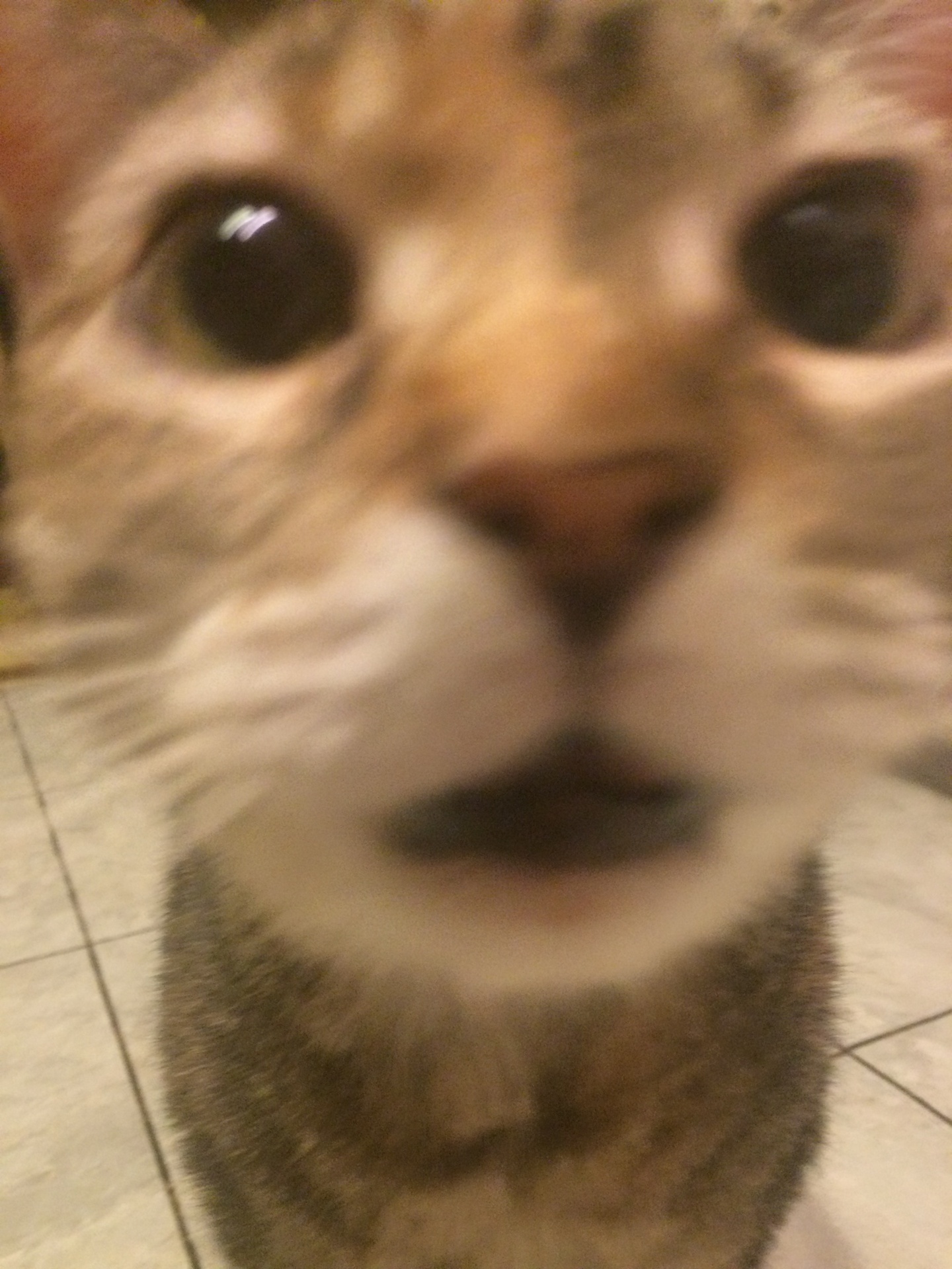 cat sniffing camera